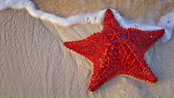 Удивительные факты о морских звёздах, которые вы точно не слышали (14 фото)