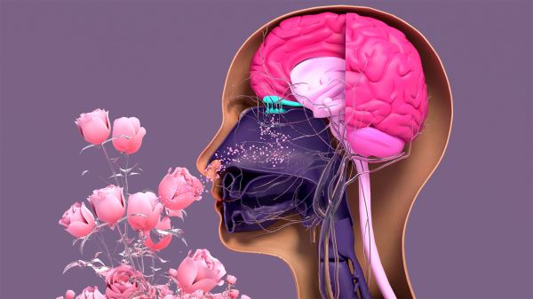 Когда запахи мешают жить: что такое гиперосмия