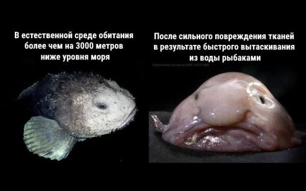Неожиданные повадки животных, про которые многие даже не догадываются