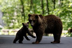 Медведь сфотографировался с туристом, съел его еду и самого туриста