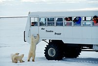 Медведь сфотографировался с туристом, съел его еду и самого туриста